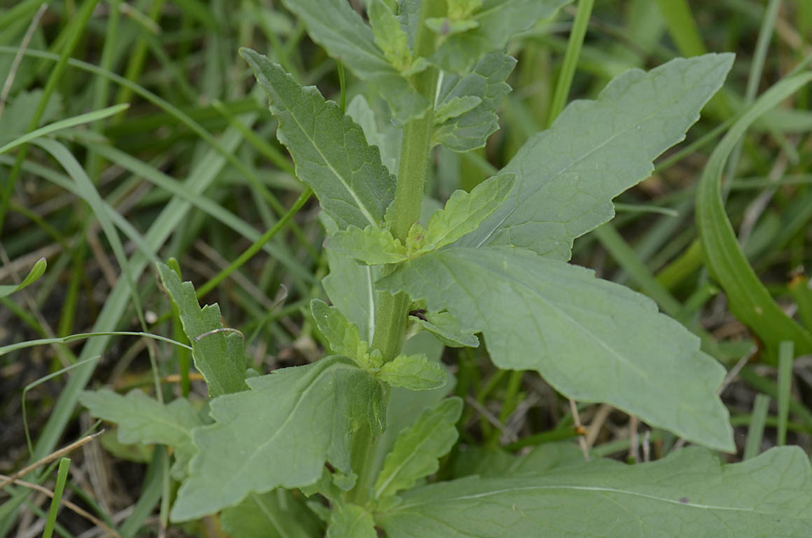 Verbascum blattaria bianco
